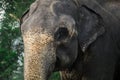 The Male of Sri Lankan elephant Royalty Free Stock Photo