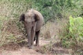 The Sri Lankan elephant Elephas maximus maximus standing in the bush, female.Asian elephant in a thick bush Royalty Free Stock Photo