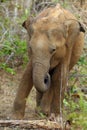 The Sri Lankan elephant Elephas maximus maximus, young elephant in the bush Royalty Free Stock Photo
