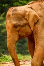 Sri Lankan Elephant