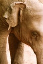 Sri Lankan Elephant Portrait Royalty Free Stock Photo