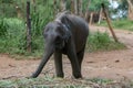 Sri Lankan elephant refugee camp. Udawalawe Transit Home is a refuge for baby elephants, the majority which have been affected by Royalty Free Stock Photo