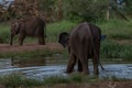 Sri Lankan elephant refugee camp. Udawalawe Transit Home is a refuge for baby elephants, the majority which have been affected by Royalty Free Stock Photo