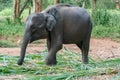 Sri Lankan elephant refugee camp. Udawalawe Transit Home is a refuge for baby elephants, the majority which have been affected by Royalty Free Stock Photo