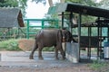 Sri Lankan elephant refugee camp. `Udawalawe` Transit Home is a refuge for baby elephants, the majority which have been affected Royalty Free Stock Photo