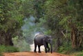 Sri lankan elephant on the road. Royalty Free Stock Photo