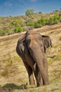 Sri Lankan Elephant, Wilpattu National Park, Sri Lanka Royalty Free Stock Photo