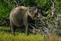 Sri Lankan elephant in yala national park Sri Lanka Royalty Free Stock Photo