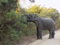 Two elephant with love in SRI LANKA