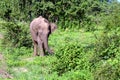 Sri lankan elephant Royalty Free Stock Photo