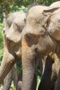 Sri Lankan Elephants