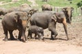 Sri Lankan Elephants