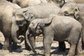 Sri Lankan Elephants