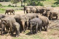 Sri Lankan Elephants