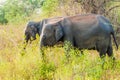 Sri Lankan elephants Elephas maximus maximus in Uda Walawe National Park, Sri Lan