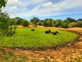 Sri Lankan Elephants Having A Bath In A Natural Pond Filled With Green Water Plants In Yala National Park Sri lanka