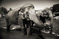 Sri Lankan Elephants Looking Standing Concept