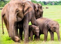 Sri lankan Elephants in Minneriya National Park