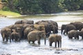 Sri Lankan Elephants in Water