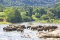 Sri Lankan Elephants in Water