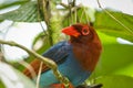 Sri Lankan endemic Ceylon Blue Magpie Urocissa ornata. Royalty Free Stock Photo