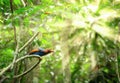 Ceylon Blue Magpie Urocissa ornata