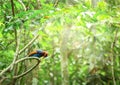 Ceylon Blue Magpie Urocissa ornata Royalty Free Stock Photo