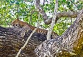 Sri Lankan Endemic Leopard - Panthera Pardus Kotiya