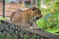 Sri Lankan Endemic Leopard Royalty Free Stock Photo