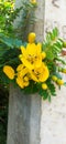 Sri lankan flowers of yellow bauty Royalty Free Stock Photo