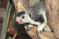 Sri-lankan giant squirrel Royalty Free Stock Photo