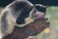 Sri Lankan Giant Squirrel