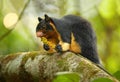 Sri Lankan Giant Squirrel