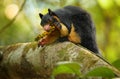 Sri Lankan Giant Squirrel, Ratufa macroura