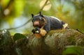 Sri Lankan Giant Squirrel, Ratufa macroura