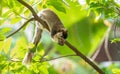 Sri Lankan giant squirrel on a tree branch feeding on wild fruits in the tropical forest