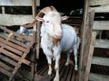 sri lankan Goat animal photos
