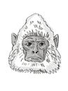 Sri Lankan Gray Langur Monkey Cartoon Retro Drawing