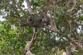 Sri Lankan Gray Langur (Semnopithecus priam thersites) in a Tree Royalty Free Stock Photo