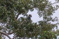 Sri Lankan Gray Langur (Semnopithecus priam thersites) in a Tree Royalty Free Stock Photo