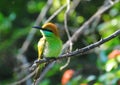 Sri Lankan Green Bee-Eater perched on a branch