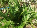 This is sri lankan green colour aloevera bush in home cultivation at outdoor picture