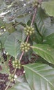 Sri lankan Green natural coffe tree in my home garden