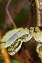 Sri Lankan Green Pit Viper,Sinharaja National Park Rain Forest, Sri Lanka