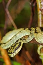 Sri Lankan Green Pit Viper, Sinharaja National Park Rain Forest, Sri Lanka