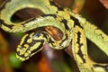 Sri Lankan Green Pit Viper, Sinharaja National Park Rain Forest, Sri Lanka