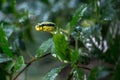 Sri Lankan Green Pit Viper