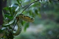 Sri Lankan Green Pit Viper