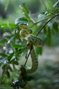 Sri Lankan Green Pit Viper