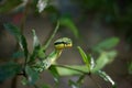 Sri Lankan Green Pit Viper